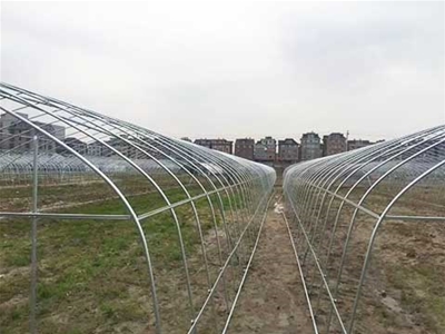 曲靖市馬龍的張師，建造8500平方的插地棚種植秀球花。