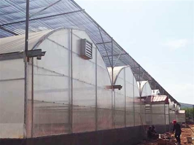 玉溪通海的范總，建造25000平方的鋼架大棚，種植蔬菜。